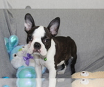 Small #1 Boston Terrier