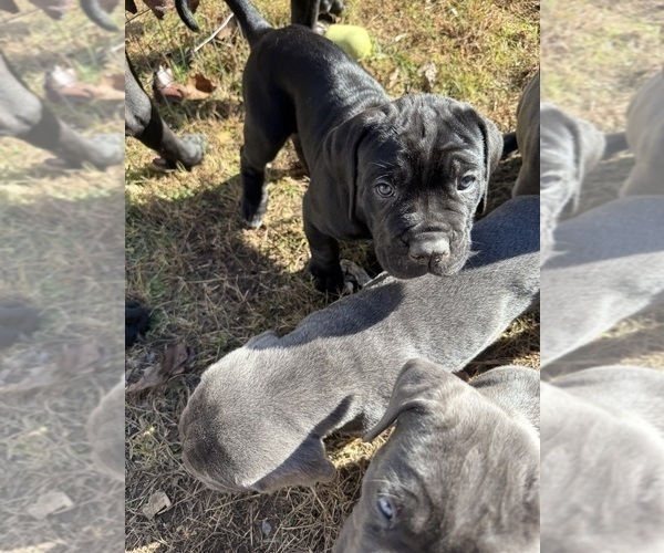Medium Photo #12 Cane Corso Puppy For Sale in COLONIAL HEIGHTS, VA, USA