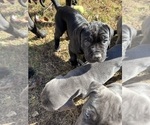 Small Photo #12 Cane Corso Puppy For Sale in COLONIAL HEIGHTS, VA, USA