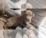 Puppy 5 American Bully