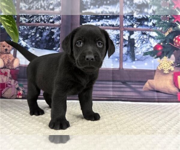 Medium Photo #1 Labrador Retriever Puppy For Sale in GREENVILLE, SC, USA