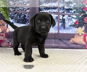 Labrador Retriever Puppy for sale in GREENVILLE, SC, USA