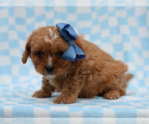 Medium Photo #4 Cavapoo (Miniature) Puppy For Sale in LIBERTY, KY, USA