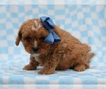Small #3 Cavapoo (Miniature)