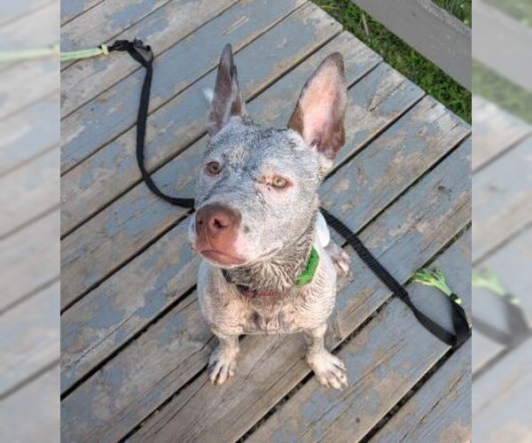 Medium Photo #3 German Shorthaired Pointer-Unknown Mix Puppy For Sale in Williamsburg, IA, USA