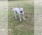 Small #2 Mutt