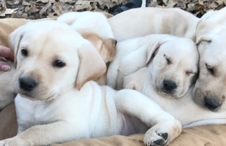 Labrador Retriever Puppy for sale in BELLS, TX, USA