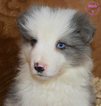 Small Photo #10 Border Collie Puppy For Sale in WHITE SALMON, WA, USA