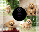 Small Photo #14 Maltipoo Puppy For Sale in WARSAW, IN, USA