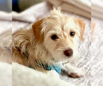 Small #1 Mutt