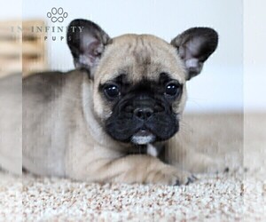French Bulldog Puppy for sale in GAP, PA, USA