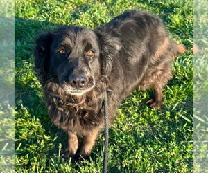 Labrador Retriever-Unknown Mix Dogs for adoption in Evansville, IN, USA