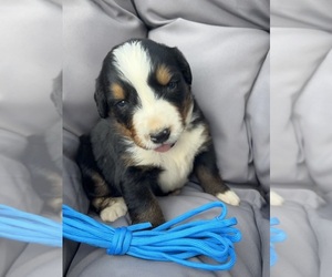 Bernese Mountain Dog Puppy for sale in SECOR, IL, USA