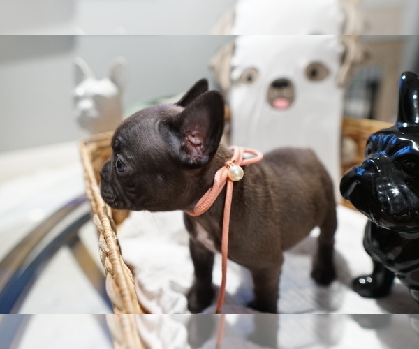 Medium Photo #2 French Bulldog Puppy For Sale in WEST PALM BEACH, FL, USA