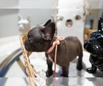 Small #1 French Bulldog