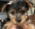 Small Photo #8 Yorkshire Terrier Puppy For Sale in MERCED, CA, USA