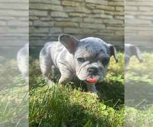 French Bulldog Puppy for sale in SUSSEX, WI, USA