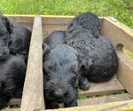 Small Photo #14 Aussiedoodle Puppy For Sale in BIRCHWOOD, TN, USA