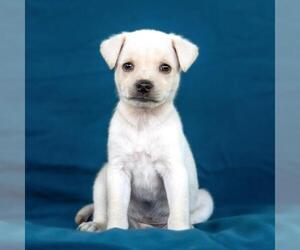 Chug Dogs for adoption in San Diego, CA, USA