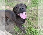 Small #1 Labrador Retriever Mix