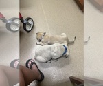 Small #11 Mastiff