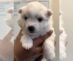 Small #6 American Eskimo Dog