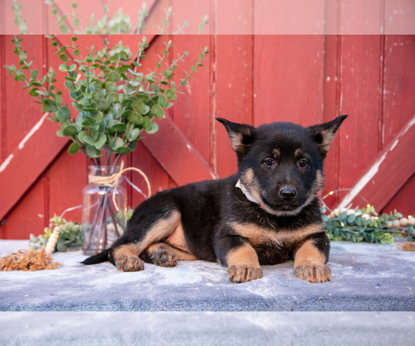 Medium Photo #2 German Shepherd Dog Puppy For Sale in PARKESBURG, PA, USA
