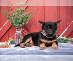 Small Photo #6 German Shepherd Dog Puppy For Sale in PARKESBURG, PA, USA