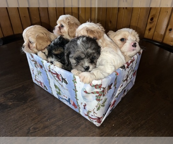 Medium Photo #6 Cavapoo (Miniature) Puppy For Sale in QUINCY, MI, USA