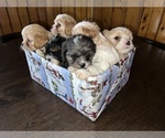 Small #5 Cavapoo (Miniature)