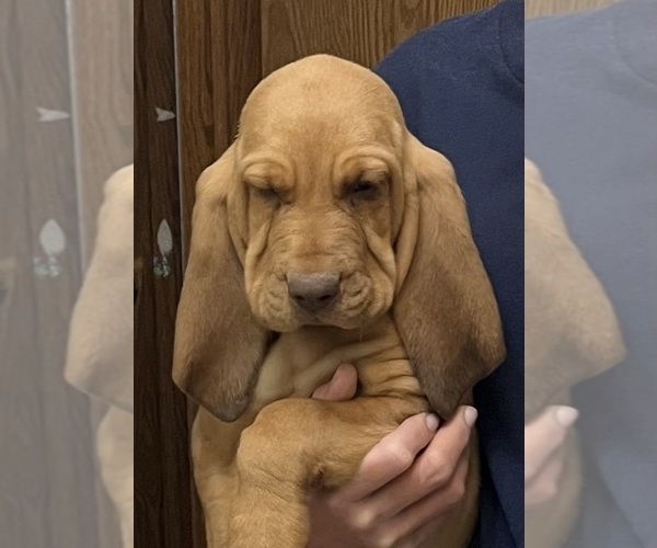 Medium Photo #6 Bloodhound Puppy For Sale in FORT MORGAN, CO, USA