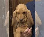 Red LM 1 - Male Bloodhound Puppy for Sale - Photo #6