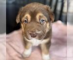 Small #2 Labrador Retriever Mix