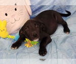 Small #2 Bulldog-Labrador Retriever Mix