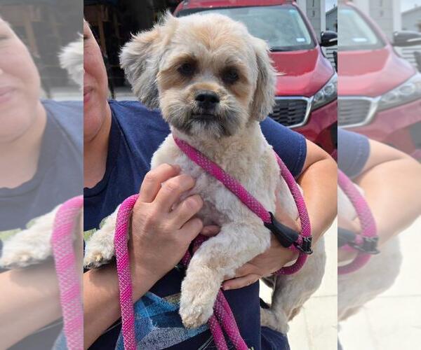 Medium Photo #3 Shih Tzu Puppy For Sale in San Antonio, TX, USA