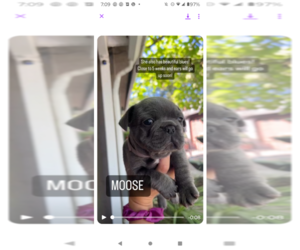 French Bulldog Puppy for sale in SACRAMENTO, CA, USA