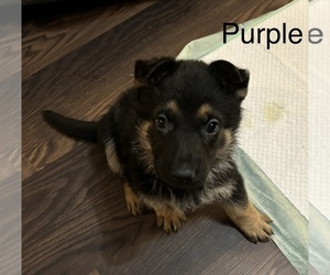 German Shepherd Dog Puppy for Sale in BLUEFIELD, Virginia USA