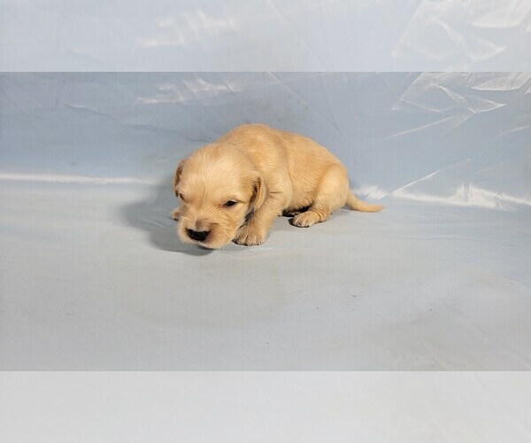 Medium Photo #9 Golden Retriever Puppy For Sale in BLACK FOREST, CO, USA