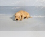 Small Photo #31 Golden Retriever Puppy For Sale in BLACK FOREST, CO, USA