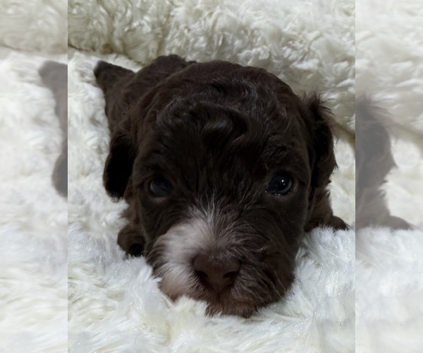 Medium Photo #6 Havapoo Puppy For Sale in GUTHRIE, KY, USA