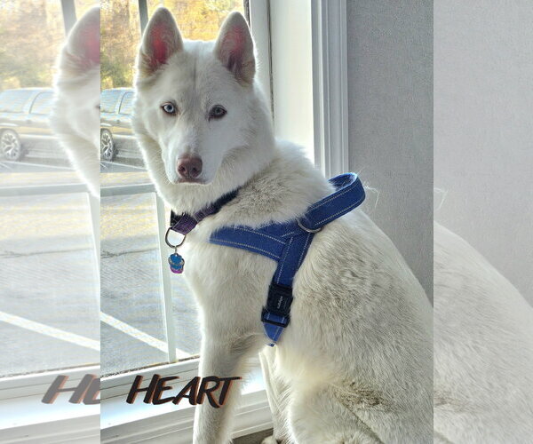 Medium Photo #3 Siberian Husky Puppy For Sale in Severn, MD, USA