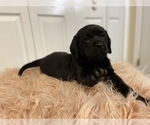 Small Photo #5 Labrador Retriever Puppy For Sale in CHATTANOOGA, TN, USA