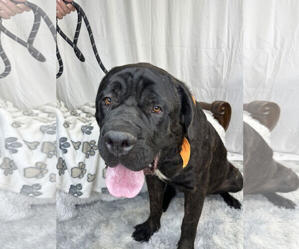 Medium Photo #7 Mastiff Puppy For Sale in Goodyear, AZ, USA