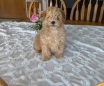 Small #3 Poodle (Miniature)