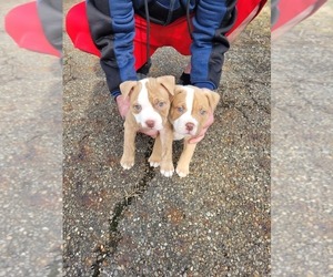 American Bully Puppy for sale in CANTON, OH, USA