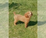 Small Photo #1 Poodle (Toy) Puppy For Sale in MILFORD, IN, USA