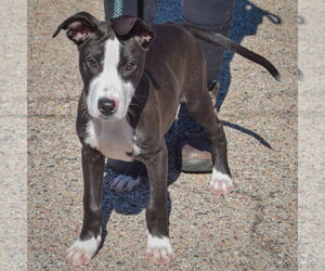 Lewis - Male Boxador Dog for Adoption - Photo #4