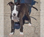 Small Photo #4 Boxador Puppy For Sale in Huntley, IL, USA