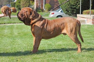 Father of the Dogue de Bordeaux puppies born on 03/30/2016