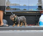 Small #7 French Bulldog
